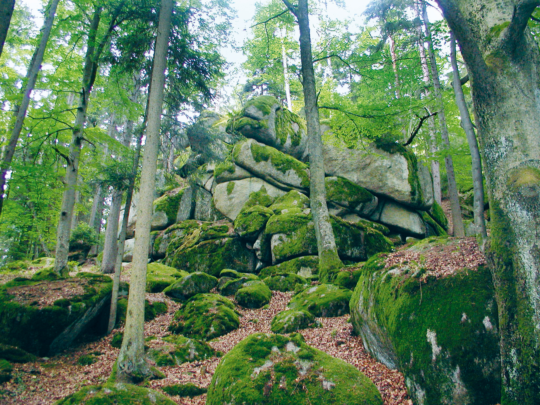 Höllbachtal Felsenlabyrinth